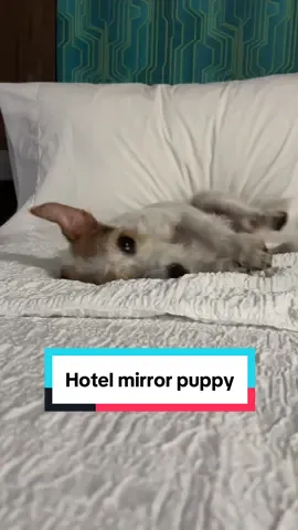 Both of my dogs love hotels, which honestly is super nice since it makes them easy to travel with! But Lottie loves them for very silly reasons 🤣 #jackrussell #jrt #cutedog #funnydog #dogs #travel #travelwithdogs #littledog 