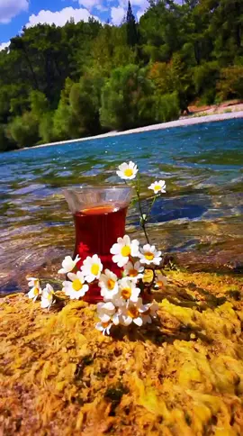 Sarıl bana ve kal öyle... #foryou #amatordoga #çay #papatya 