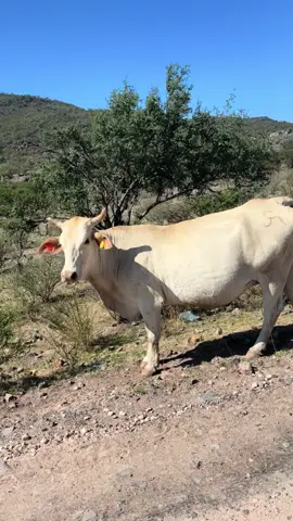 En un ranchito en la sierra 🌵-#zacatecas🇲🇽 #tarasco #rancho #rodeo 