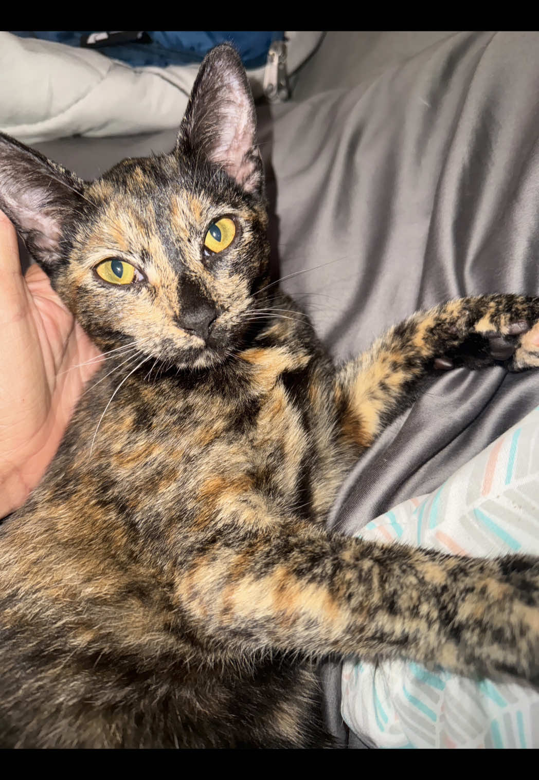 my newest kitty 'ewia 🥹✨. she picked me. ❤️ #fyp #treehousechicks #kitty #purr #special 