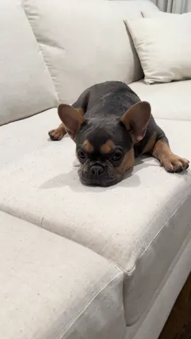The sass on this little girl 👧🏽 🐾🐶 #frenchiepuppy #sassydog #girldogs #cutepup #frenchbulldog 