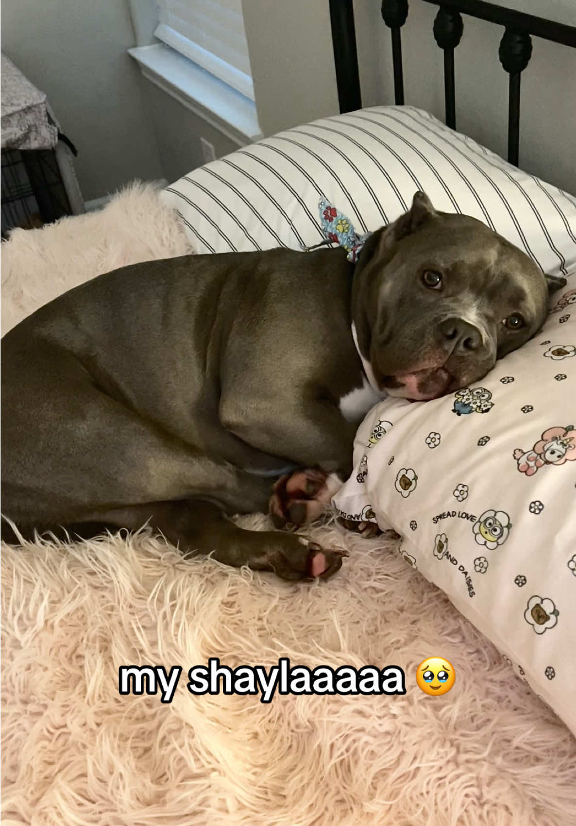 she’s so squishy 🥹🥹 #fyp #dog #dogsoftiktok #dogs #viral 