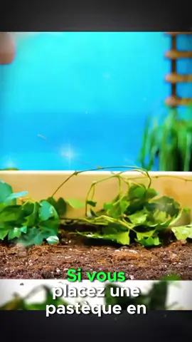 #creatorsearchinsights home plants ideas  #gardening #gardentok #garden #jardin 