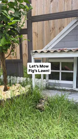 Do you think Fig is a lawn guy? 🤔🌾 I never thought I’d say this but I actually love that I spent my weekend mowing a tortoises lawn. 😂  Happy Monday!  #lawncare #lawnmowing #tortoise #exoticpets #reptilemom  