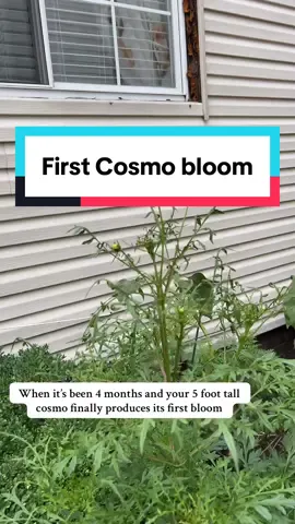I grew these from seeds in April along with other wild flowers 🌸🦋 #garden #wildflowers #urbangarden #gardentok #cosmo 