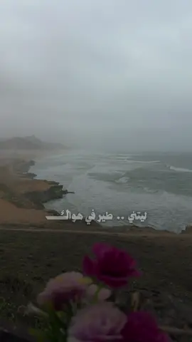 ليتني طير فهواك 🕊️ أومركب في بحر عينك ❤️ #❤️❤️❤️❤️ 