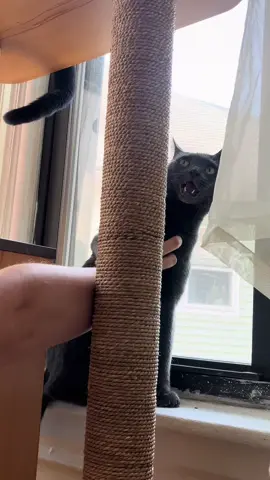 #fypシ #hamstersoftiktok #smallanimals #catsoftiktok #cat 