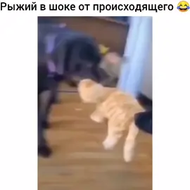 Рыжий в шоке от происходящего 😂 #подпишисьпоставьлайк #смешныевидеоприколы #втрек #приколы #рекомендации #смешныеживотные😂😁😊 