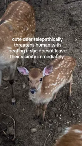 yes this is what really happened if you watch the video you realise im not lying .. #spirituality #deer 