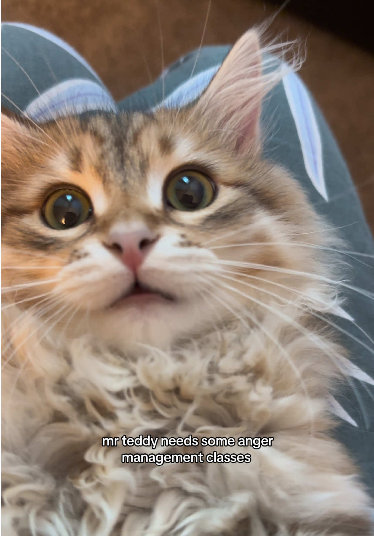 he crazy #catsoftiktok #kittentok #meow #catlover #cattok 