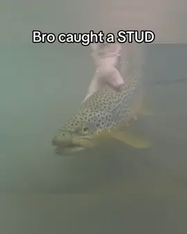 Almost died running over those rocks btw #flyfishing #browntrout #viral #fishtok #troutfishing 