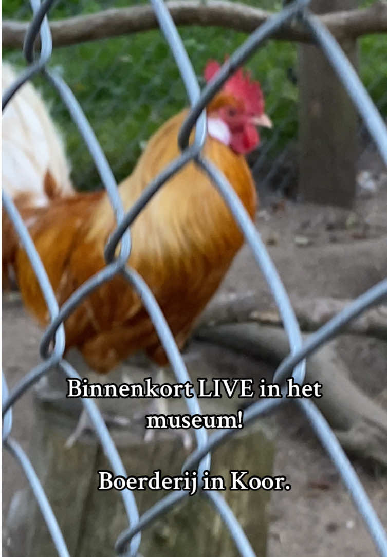 Ook live op TokTok! En op tweede kerstdag staan we in het GelreDome! Maar eerst live bij het @NLOpenluchtmuseum  #boerderij #arnhem #dieren #koor #fail