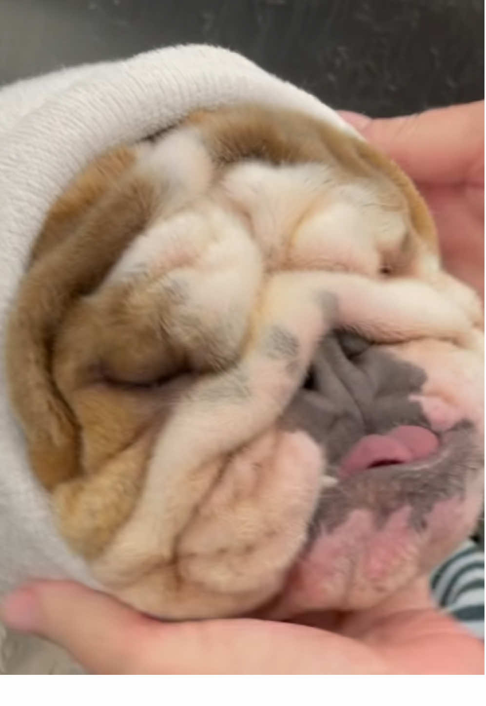 My name is Cupcake, it’s really nice to meet you 🐶 #bulldogsoftiktok #englishbulldog #dogsoftiktok #bath