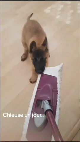 Noooon je n'ai pas changé ❤️ #malinois #chien #Love #babydog #fyp 