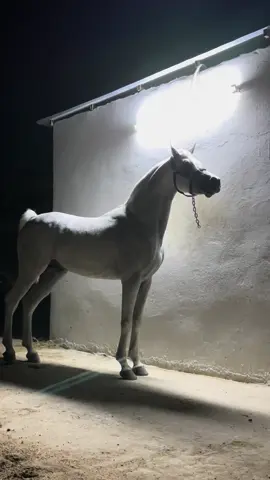 جمال✨.                                                        #fyyyyyyyyyyyyyyyy #explore #اكسبلورexplore #خيل_وخياله🐎 #مشاءالله_تبارك_الله 
