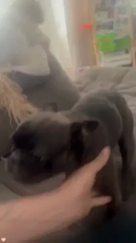 konuşan köpekler tolking dogs say I love you #pet #dog #komikhayvanvideoları #PetsOfTikTok #cat 