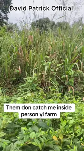 Them don catch me inside person yi farm #olebrandselect #237tiktoker🇨🇲 #news #buea #cameroontiktok🇨🇲 
