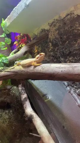 #fyp #mollyfour #funny #leroy #beardie 