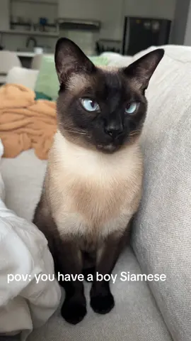 All that just for cuddles #cat #siamesecat #fyp #catsoftiktok