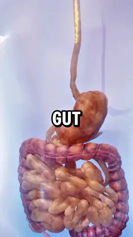 Did you know the best food for gut health 😮🔥.. #health #nutrition #healthylifestyle #guthealth 