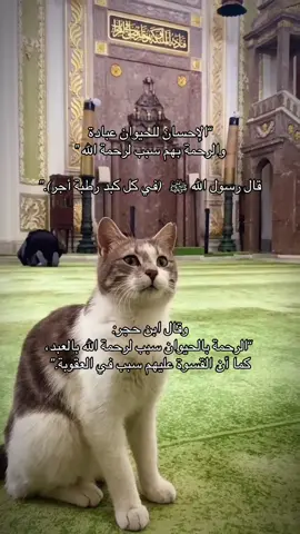 قال ﷺ عن #القطط : «إنها ليست بنجس، إنما هي من الطوافين عليكم والطوافات» (رواه أبو داود والترمذي والنسائي). بمعنى ان القطة طاهرة، ولا تنجِّس البيت إذا لمست الأكل أو الشراب   رفقا بهته المخلوقات 🥹 اسقوها في هذا الحر لعلها سبب في دخولكم الجنة  #cats #hadith 