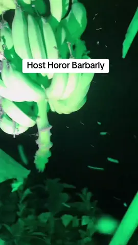 Host Barbarly Huru Hara Horor #hororstory #horortiktok #fyp #livehighlights #huruharahoror 
