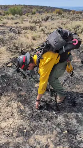 The #LeeFire near Meeker is now 61% contained. The weather's been cooler and some rain fell late last week, helping to keep the fire perimeter from expanding over the weekend. In total, 137,485 acres have burned. Crews are continuing to secure containment lines and mopping up. In wildland firefighting, mop-up refers to the process of extinguishing or removing burning material near the fire perimeter to prevent it from spreading over the fire line. Cold trailing is a key part of mop-up, where firefighters carefully feel the ground with their bare hands to detect any remaining heat or hot spots that could reignite the fire. In this video, you can see a West Metro firefighter cold trailing along a burned area on the Lee Fire.  When firefighters find heat while cold trailing, it indicates that the fire is not entirely out and there are still embers or hot spots smoldering, even if there are no visible flames.  Here's what they can do to make sure it's out:  - locate and isolate the hot spot: firefighters use tools like Pulaskis or shovels to carefully expose and isolate the detected heat source. - extinguish with water and soil: they then apply water to cool down the area and extinguish any remaining embers or smoldering debris. - break apart and mix: to ensure the hot spot is completely out, they might break apart smoldering materials like logs or duff and mix it with mineral soil to suffocate any remaining heat. Effective cold trailing and mop up take time. But it's the best way to ensure that containment lines will hold. #westmetrofirerescue #colorado #firefightersoftiktok #fyp 