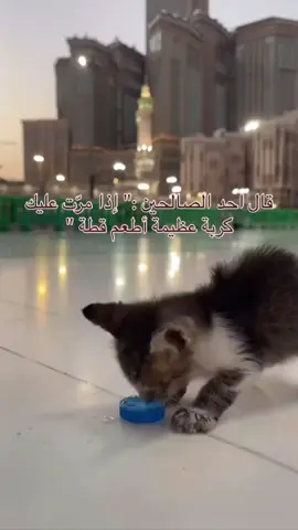 #الرحمة_بالحيوان #الاسلام #animals #StopKillingDogsInMorocco #StopLaw1225 