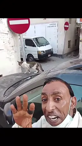 #عمان #البحرين #الشعب_الصيني_ماله_حل😂😂 #عابر_القارات🔕 #cats 