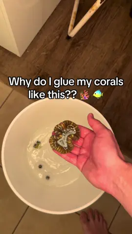 How to Glue your coral to the rocks! @Corals.com with the awesome coral. #corals #glueingcoral #reef #coral 
