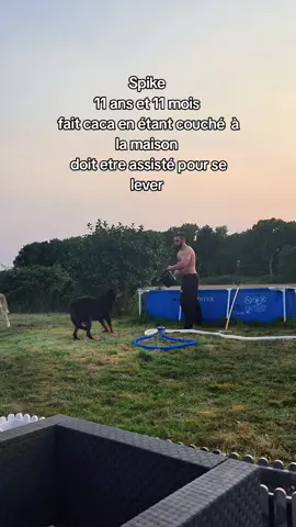Spike 11 ans bientot 12 et n’est pas prêt de lâcher la rampe  . #beauceron #vieuxchien #dogsoftiktok 