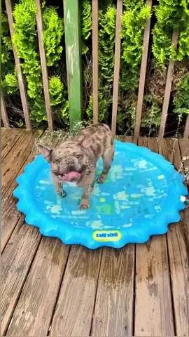 Funny French bulldogs #lovepuppy #bulldogsoftiktok #frenchbulldog #frenchiesoftiktok #funnytiktok 