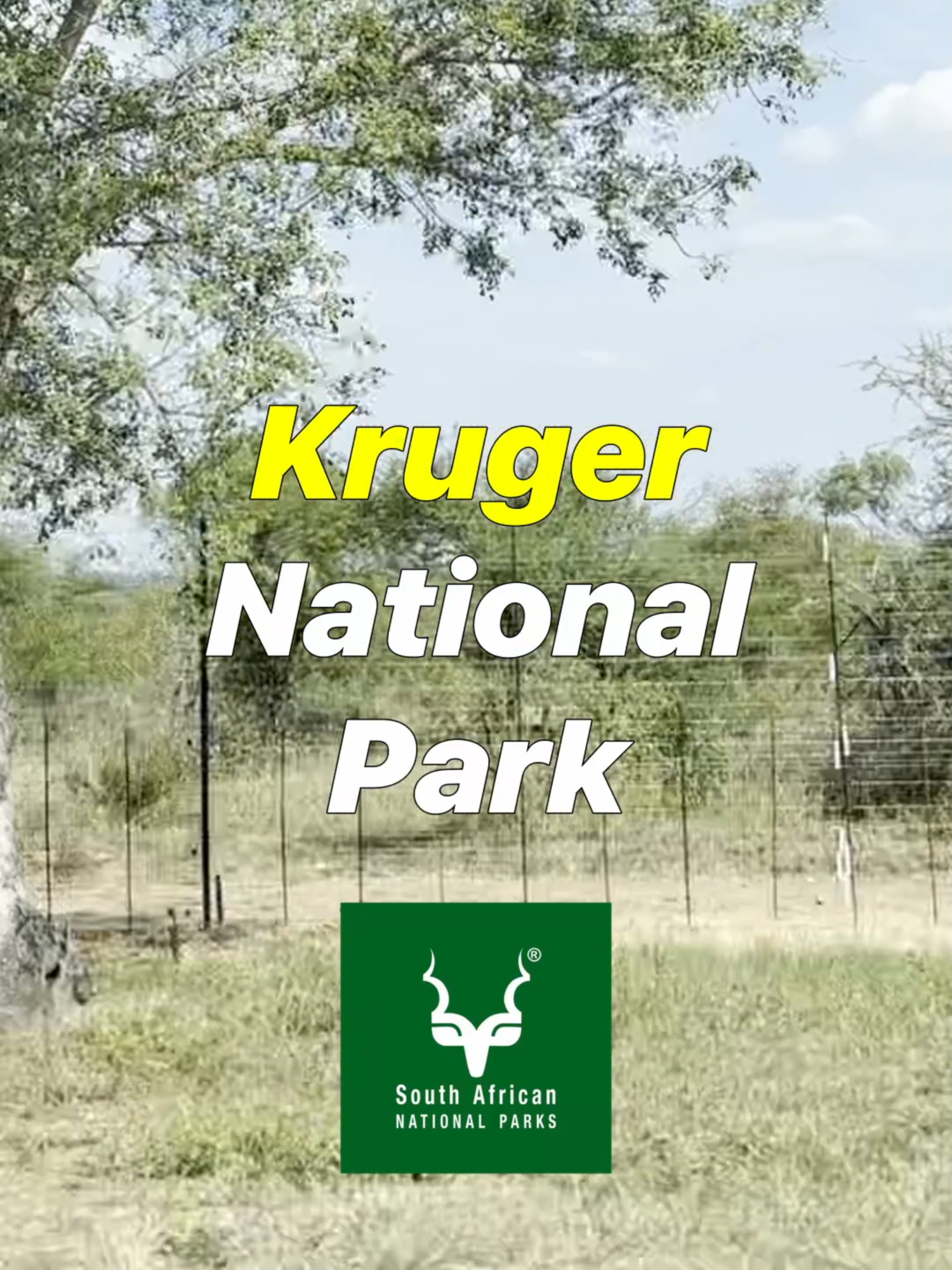 Kruger National Park- South Africa's BEST SAFARI!  #safari #junglesafari#southafrica #fyp #foryou #lionking #krugernationalpark #wildlife #wild #wildanimals #giraffe #africa