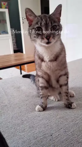 #cat#PetsOfTikTok #funnytiktok #cutecat #nothingtodo 