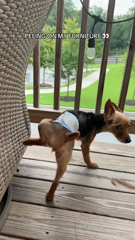 if your dog won’t stop marking… you need these!! he’s wearing a size XS #dog #dogdiaper #yorkie #dogtok #doghack 