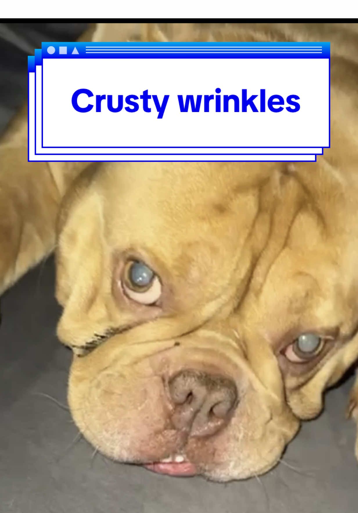 Crusty dusty wrinkles taking over your life and your pups face? Try these… all natural plant based products, you won’t regret it!  @Herbal Dog Company Official  #AllNatural #NaturalPetCare #NatutalAnimalCare #Pets 