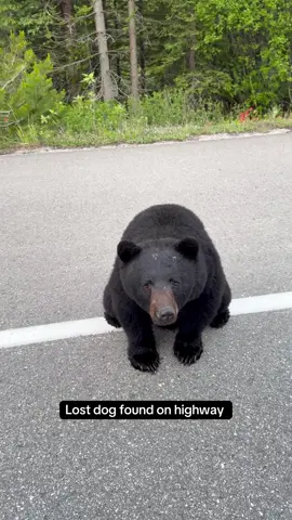 Let me know if your missing your large pup  #canada #canadianrockies #bear #bearsoftiktok #banff 