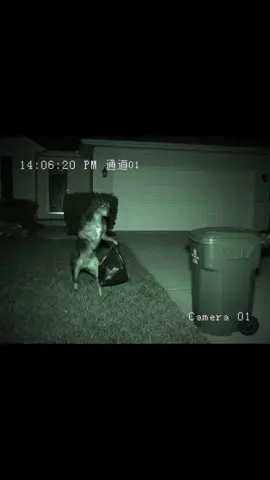 Il a changé d’apparence ?! #videosurveillance #securitycamera #dog #skinwalker #paranormal #creepytok 
