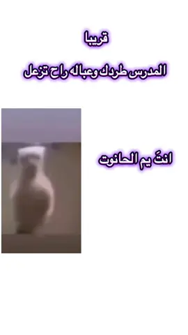 مو صح 😂💔#الشعب_الصيني_ماله_حل😂😂🙋🏻‍♂️ #الشعب_الصيني_ماله_حل😂😂🙋🏻‍♂️ #الشعب_الصيني_ماله_حل😂✌️ #الشعب_الصيني_ماله_حل😂😂🙋🏻‍♂️ #الشعب_الصيني_ماله_حل😂✌️ 
