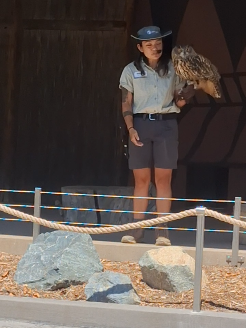 San Diego Zoo, 12pm Africa Rocks Presentation!!🥰 #sandiegozoo #ryanslasher  #zooguy #presentation #owl 