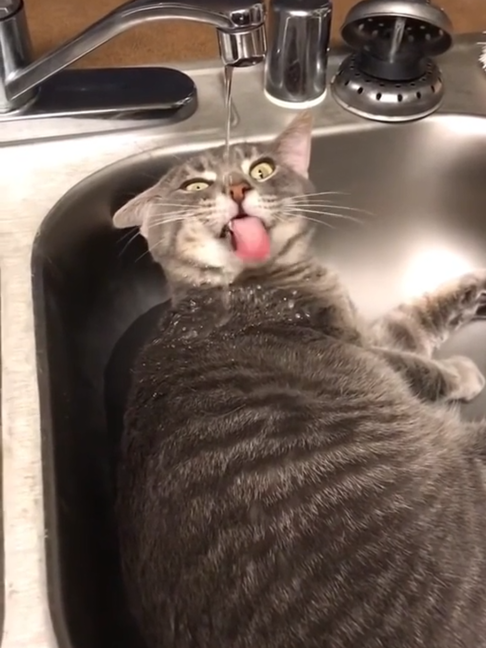 Cat is very thirsty #funny #fyp #cats #cat #funnycat 