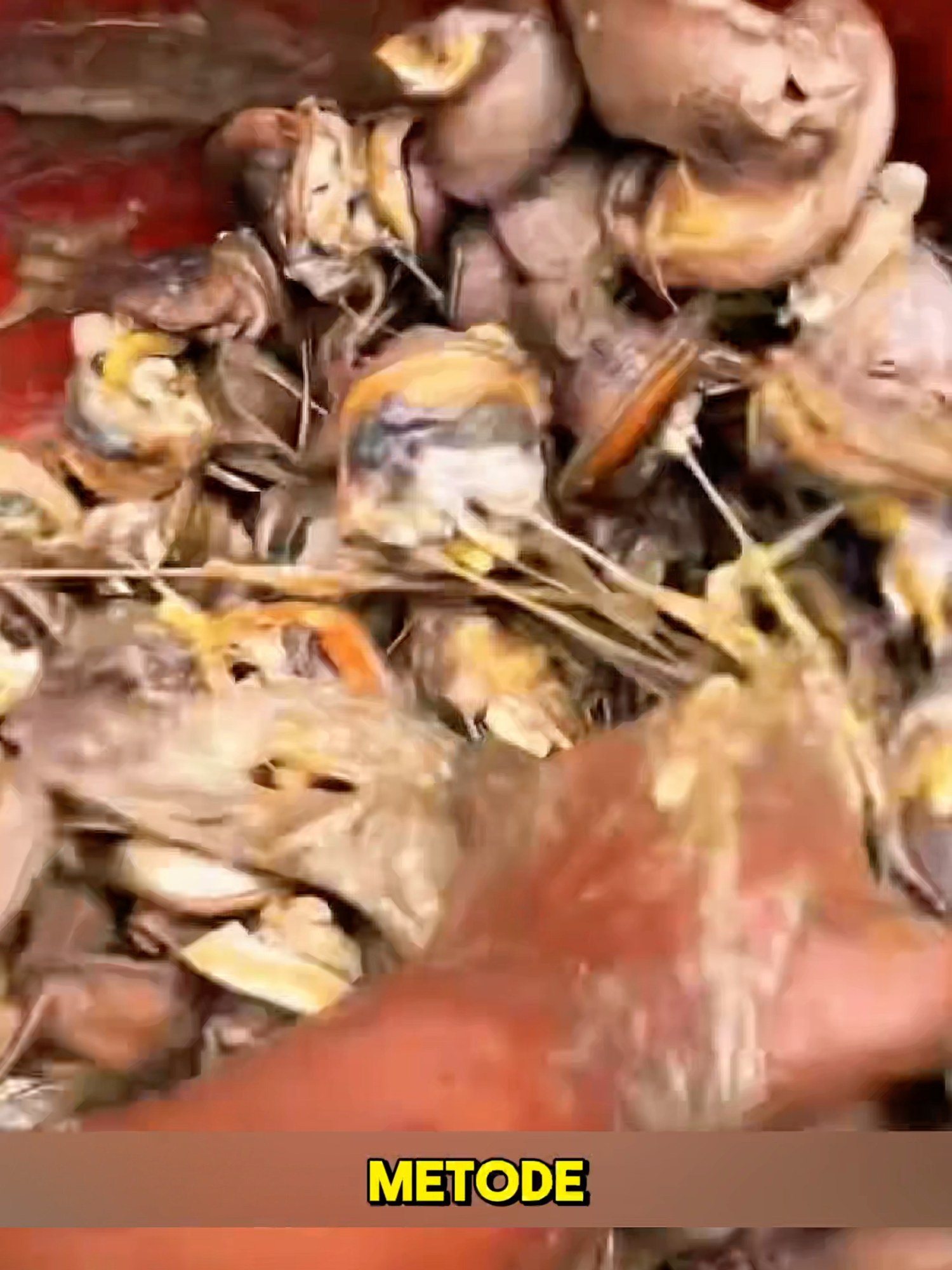 Siput Raksasa dari Afrika #satisfying