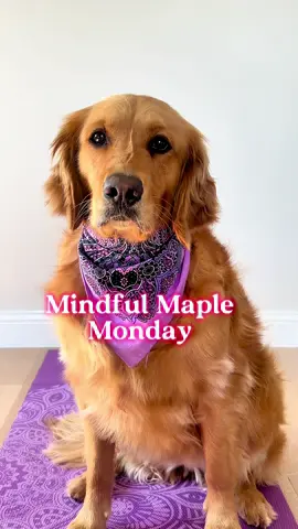 Mindful Maple Monday... Maple shares what Mindfulness is and why you should practice it.              #dogs #mindset #mindful #doglover #goodvibes #fyp 