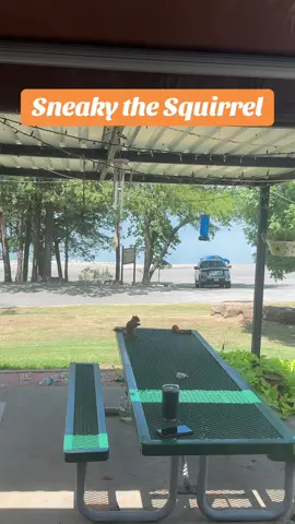 Our patio is his grocery store! #lakelife #squirrel #camplife 