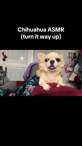 Shashu isn’t digging the unripe fruit, but eating it anyway. #asmr #chihuahua 