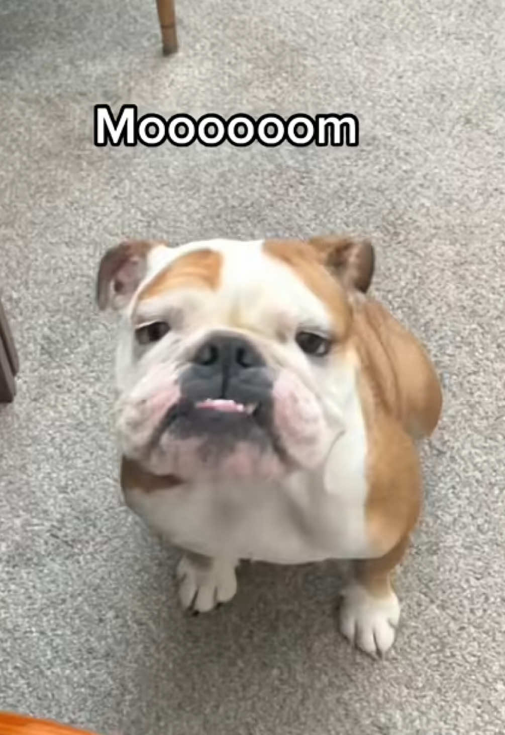 Quit your job and pay attention to me 24/7! 🐶😇 #bulldog #bulldogsoftiktok #englishbulldog #bulldogs #dogtok #dogsoftiktok #dogs #cute #funny 