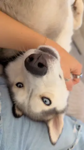 My sweet Nahla bear 🐻🥹 #husky #fyp #souldog 