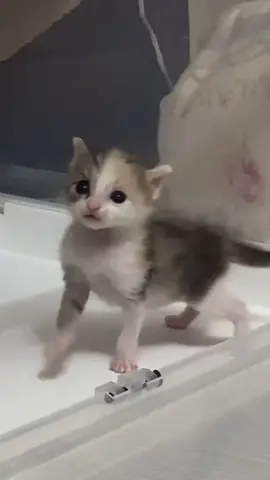 So small 🥺#cat #catbaby #catlover #cute #kitten 