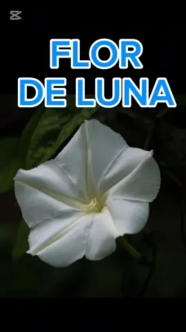 FLOR DE LUNA LEYENDA. #FlordeLuna #Flor #Naturaleza #Poderes #Leyenda #Planta 