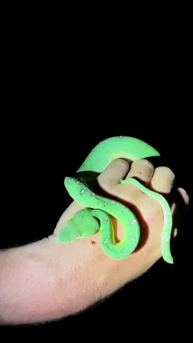 Exploring the Amazon rainforest! #wildlife#snake#Jungle#amazonrainforest#nature 